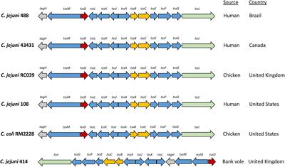 The Campylobacter jejuni Type VI Secretion System Enhances the Oxidative Stress Response and Host Colonization